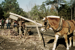 Cane Mill