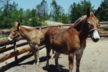 Mules Pete and Jake